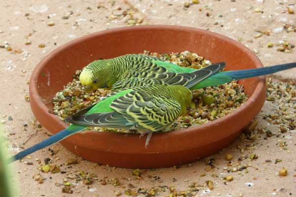 How do you prepare Chia Seeds for budgies