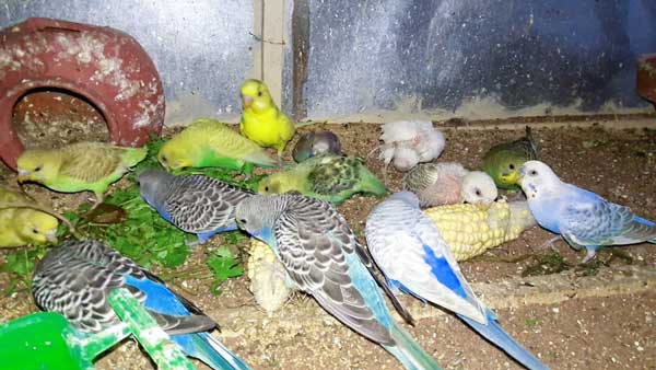 How do you prepare Cilantro for budgies