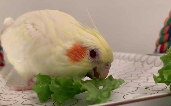 How much lettuce should Cockatiels eat