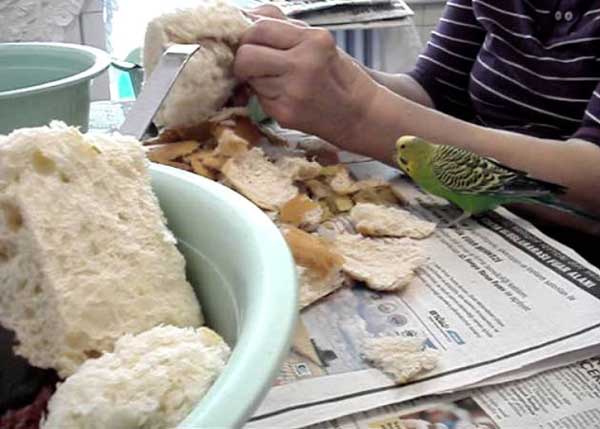 How do you prepare bread for budgies
