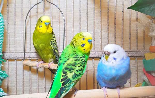 How do you prepare cabbage for budgies