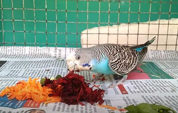 How do you prepare carrots for budgies