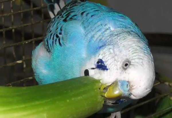 How do you prepare celery for budgies