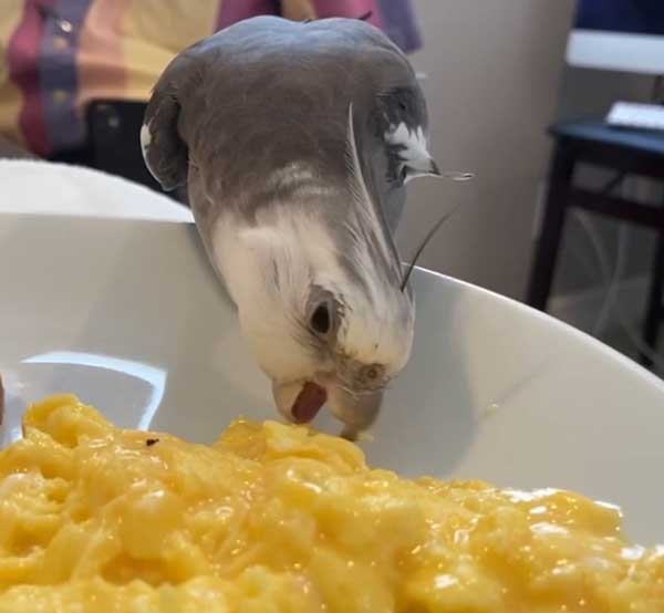 How do you prepare eggs for Cockatiels