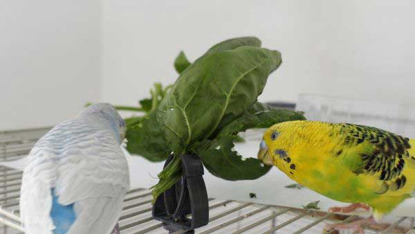 How do you prepare lettuce for budgies