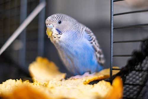 How do you prepare oranges for budgies