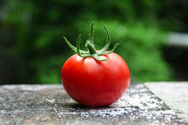 How do you prepare tomatoes for budgies