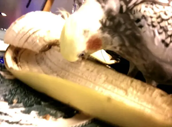 How many Bananas should Cockatiels eat