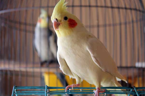 How many almonds should cockatiels eat