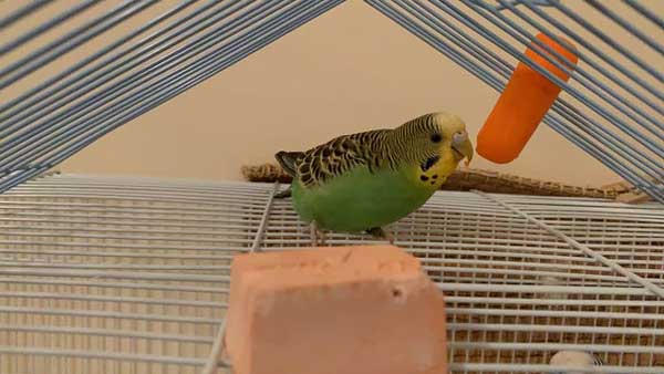 How many carrots should budgies eat