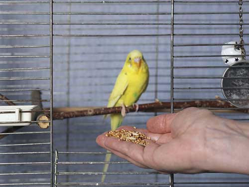 How much Chia Seeds should budgies eat