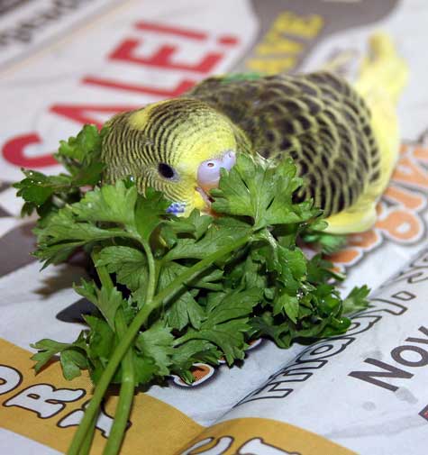 How much Cilantro should budgies eat
