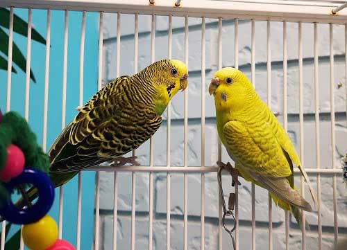 How much blueberries should budgies eat