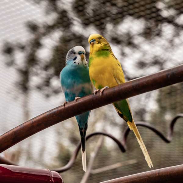 How much bread should budgies eat