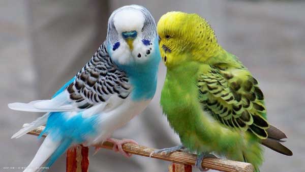 How much cabbage should budgies eat