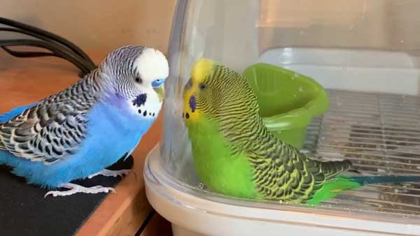 How much dry fruits should budgies eat