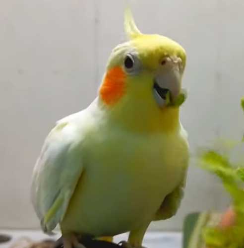 How do you prepare Lettuce for Cockatiels