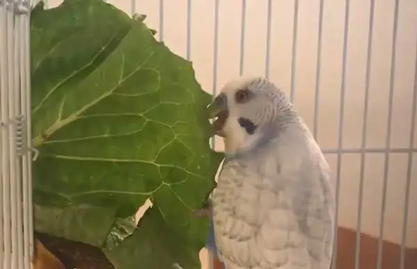 How much lettuce should budgies eat