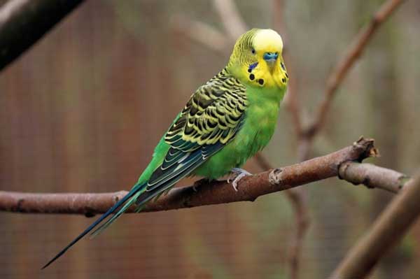 How much peanuts should budgies eatHow much peanuts should budgies eat