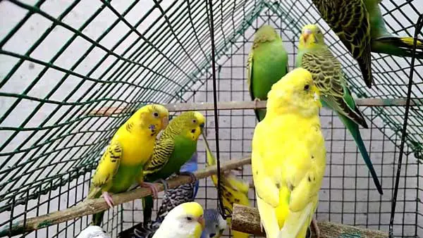 How much sunflower seeds should budgies eat