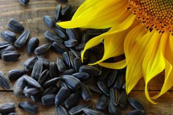 How do you prepare sunflower seeds for budgies