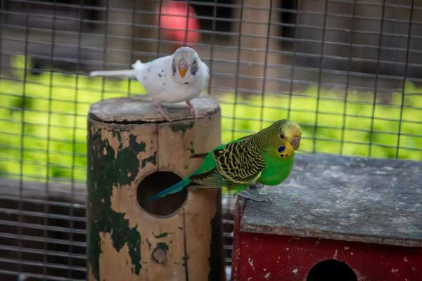 How much tomatoes should budgies eat