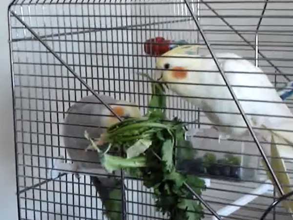 Is Cilantro Good for Cockatiels