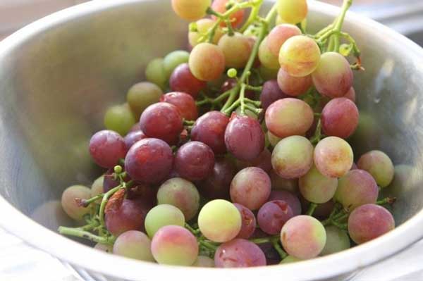 Prepare Grapes for Cockatiels