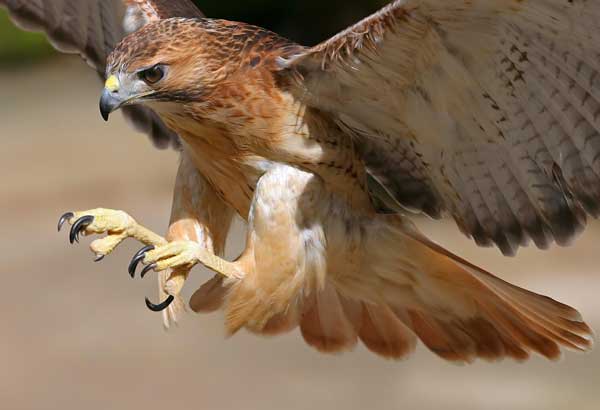 Red-shouldered Hawks