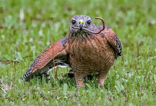 Red-shouldered Hawks