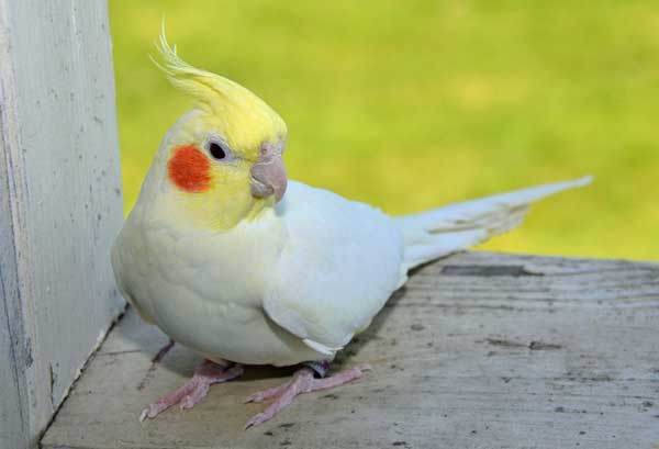 What Are The Benefits Of Eating Mealworms For Cockatiels