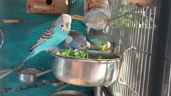 What Type of Kale You Can Feed Your Budgie