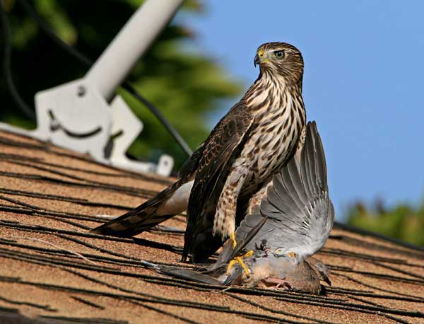 Which Hawks Eat Doves