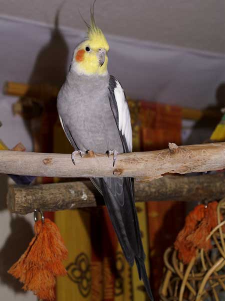 A cockatiel