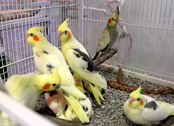 Baby Cockatiels