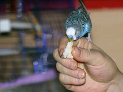 budgies eating bread