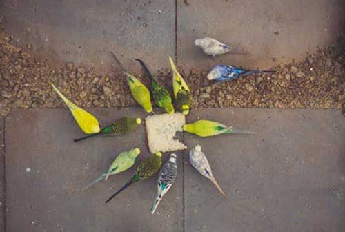 budgies like bread