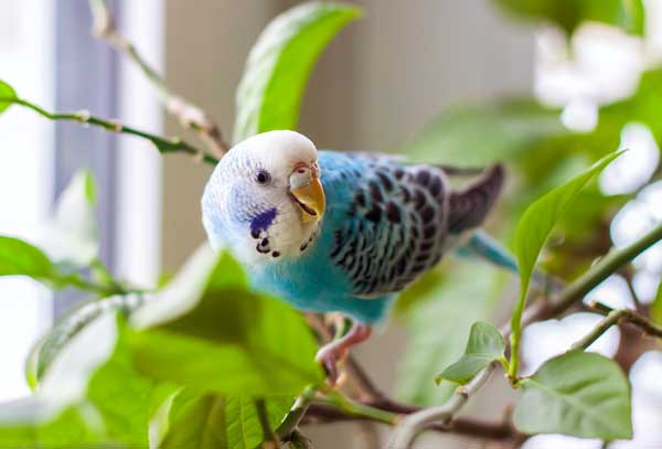 budgies like tomatoes