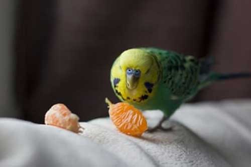 feed oranges to budgies