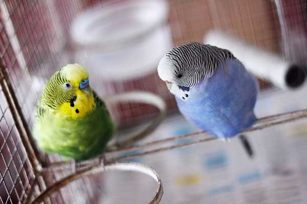 feed peanuts to budgies