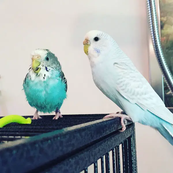 Molting Budgie