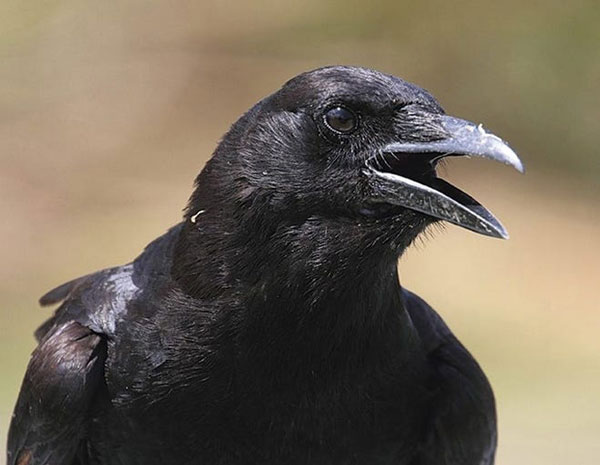 A Talking Crow