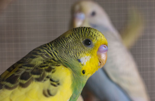 Age and breed Reasons for Cere Color Change