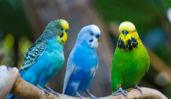 American and English budgies