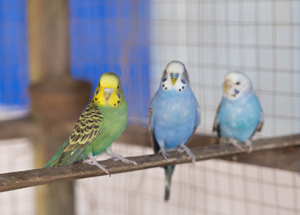 American Budgie