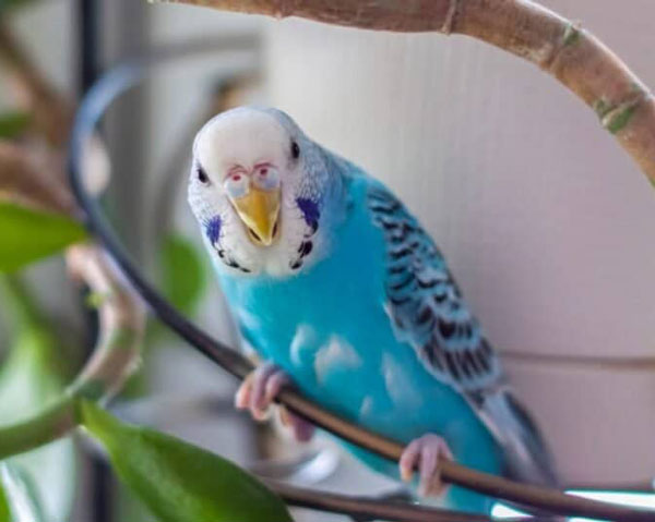 English Budgie Vs. American Budgie: Identification Guide