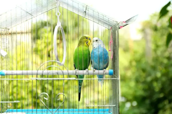 Are Budgies Easy to Care For