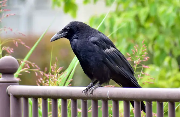 Are Crows Dangerous To Humans, Dogs, Cats