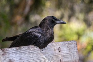 Are Crows Dangerous To Humans, Dogs, Cats? - What You Need To Know!