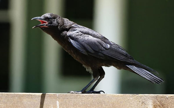 Are Crows Dangerous To Humans